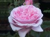 a pink rose