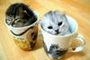 Kittens in mugs.