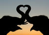 Elephant Love