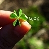 *A little luck for your day*