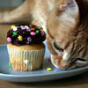 ♥♥Treat for a good pet♥♥
