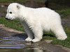 Knut, the Polar Bear