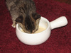 Saucer of Kitty Milk