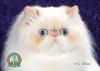 Himalayan Point Cat