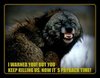 Don't Meddle With Wolves