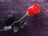 Red Rose