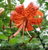 A tiger lilly