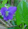 wildflower picked just for you