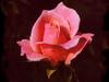 pink rose