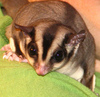 Sugar Glider