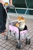 Pet Stroller