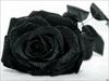 Black Rose