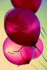 dreamy balloons