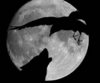 Wolf's Lunar Night w/ the Bird