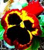 Red &amp; Gold Pansy