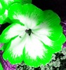 Neon Green Primrose