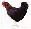 24  inch cock