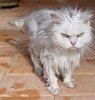 a Wet Pussy