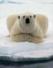 a Polar Bear looking over you!