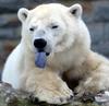 a Polar Bear ppppbbbbtttthhhh !!