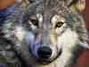 wolf....the look