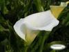 Calla Lily