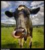 Cow licked