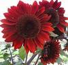 three red sunflowers