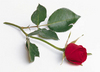 a single red rose