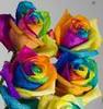 Rainbow roses for you!