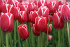 tulips**