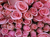 **pink.roses**