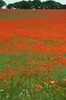 A stroll in a field of poppies