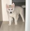 Siberian Husky Puppy 2 Protect U