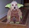 Master Yoda!! Let me teach you..