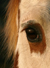 The Eye of a Horse