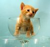 kitten in glass