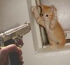 kitten and gun