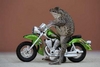 Frog On a Hog