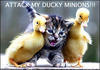 Some ducky minions