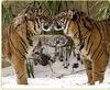 Snow-tigers kiss