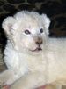 white lion cub 4weeks old