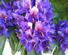 purple flower shine 