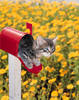 catmail