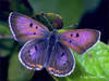 Butterffly