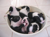 Bowlful Of Puppies For Breakfast