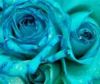 blues roses