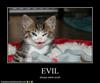 evil .....