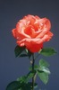 ~*Red rose for you ;) *~