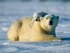 I Love My Polar Bears &lt;3